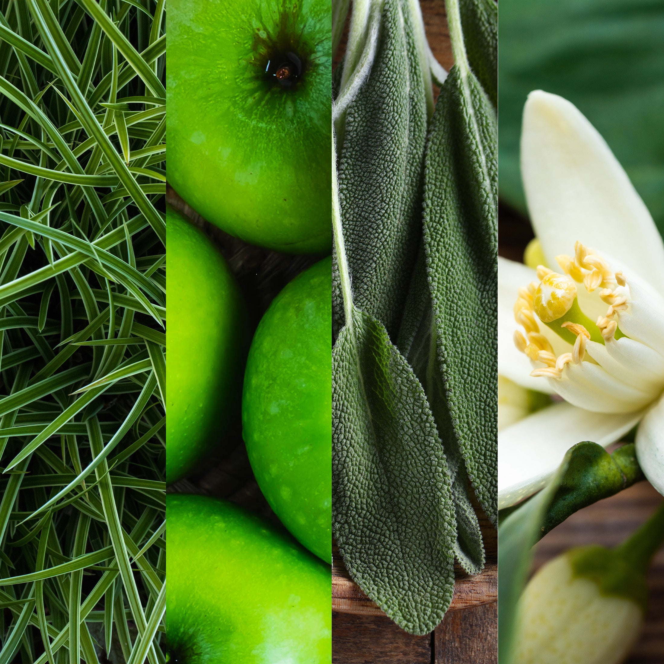 Royal Vetiver Cologne